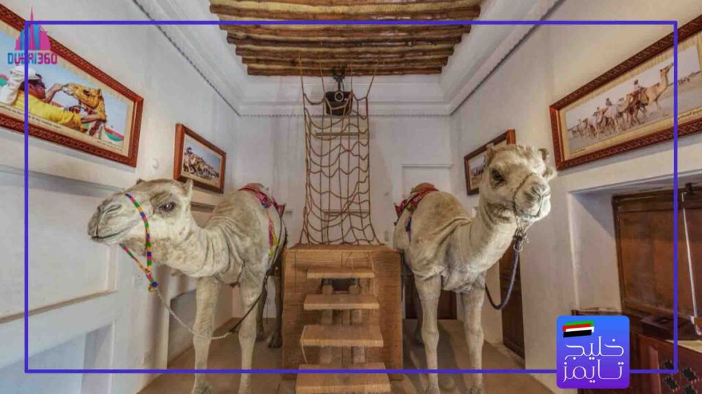 موزه شتر دبی